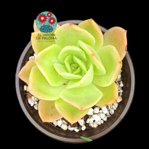 Echeveria "Golden glow"