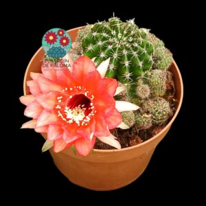 Echinopsis hibrido (maceta grande)