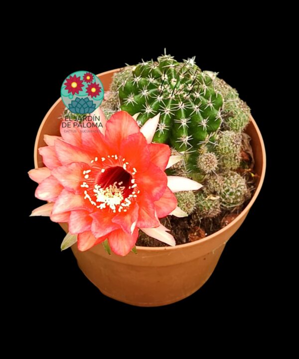 Echinopsis hibrido (maceta grande)