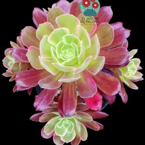 Aeonium Eden variegata (grande y con muchos hijos)