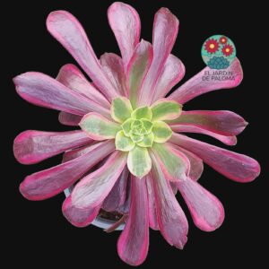 Aeonium Eden variegata con hijuelos (es grande)