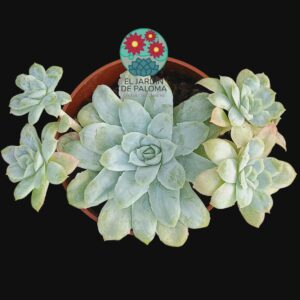 Echeveria Hades con hijos