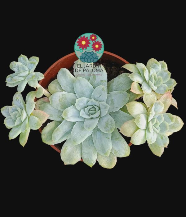 Echeveria Hades con hijos