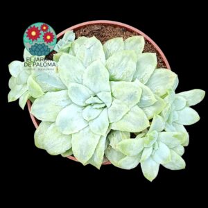 Echeveria Elegans monstruosa con hijos