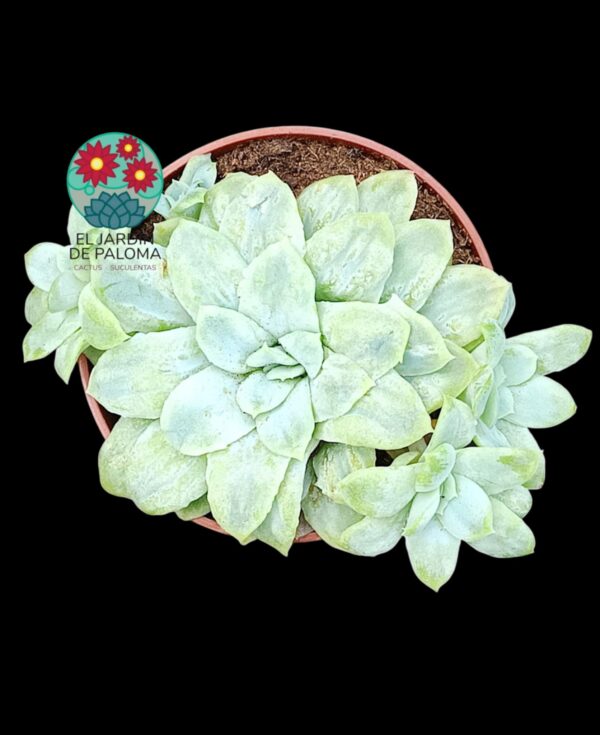 Echeveria Elegans monstruosa con hijos