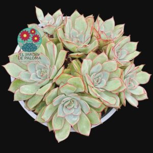 Echeveria Esther bouquet (maceta grande)