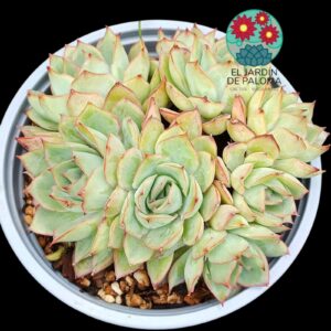 Echeveria Esther (maceta grande)