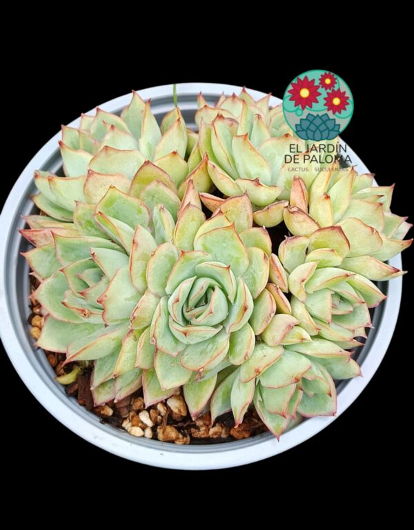 Echeveria Esther (maceta grande)