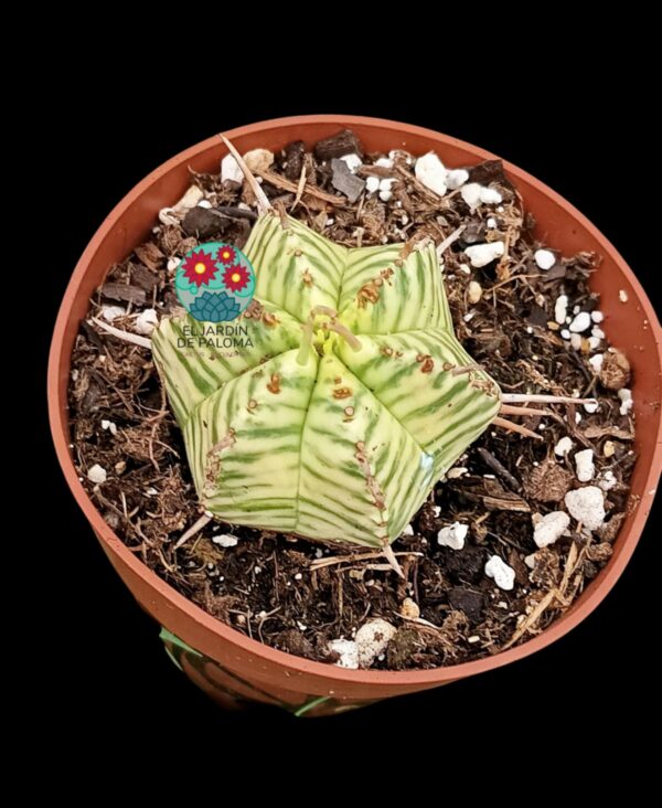 Euphorbia Meliformis variegata