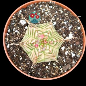 Euphorbia Meliformis variegata