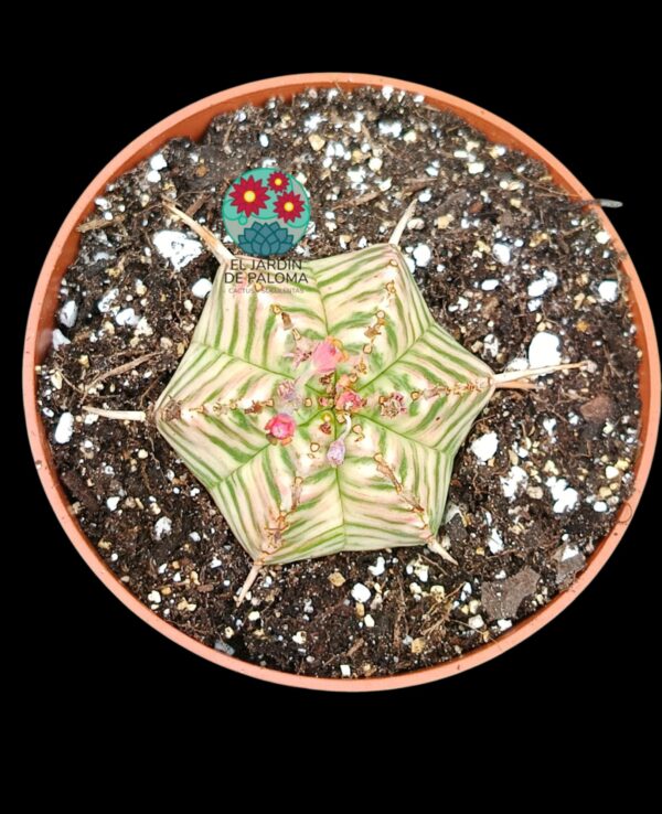 Euphorbia Meliformis variegata