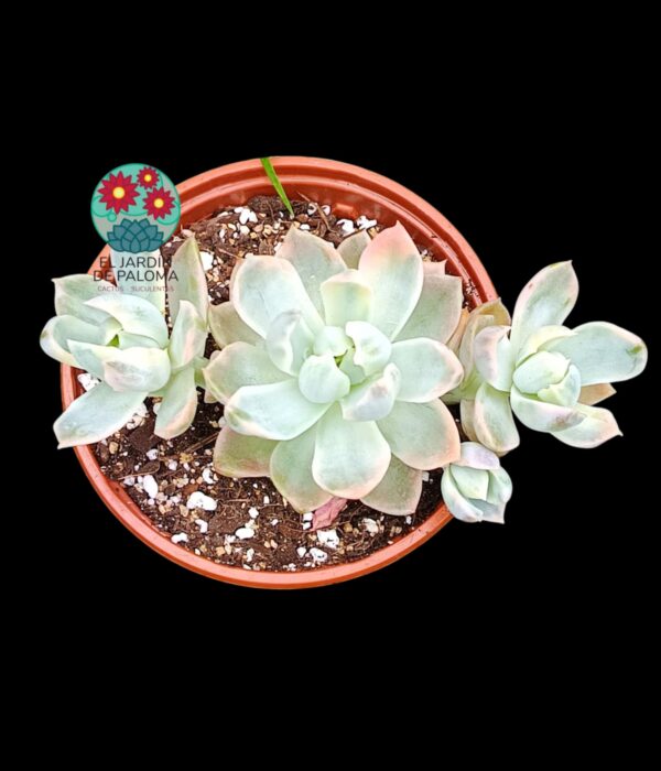 Graptoveria Fantome variegata