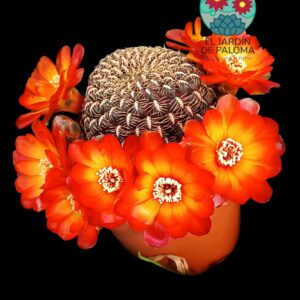 Sulcorebutia Losenickyana var. brevispina