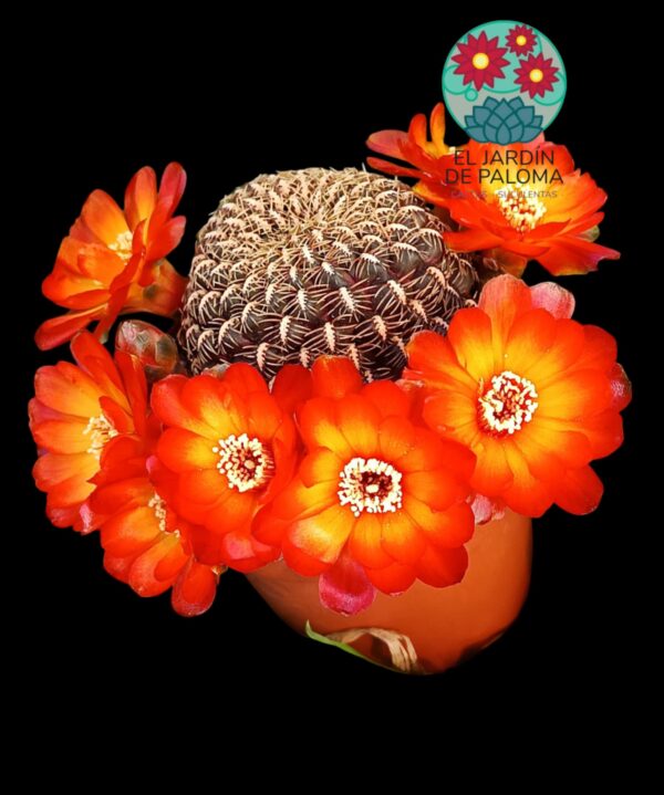 Sulcorebutia Losenickyana var. brevispina