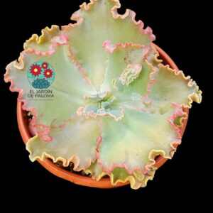 Echeveria Gibbiflora hibrido (tamaño muy grande)