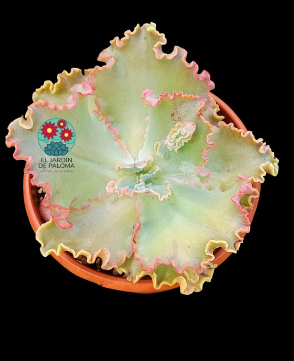 Echeveria Gibbiflora hibrido (tamaño muy grande)