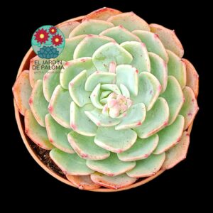 Echeveria  Secunda glauca