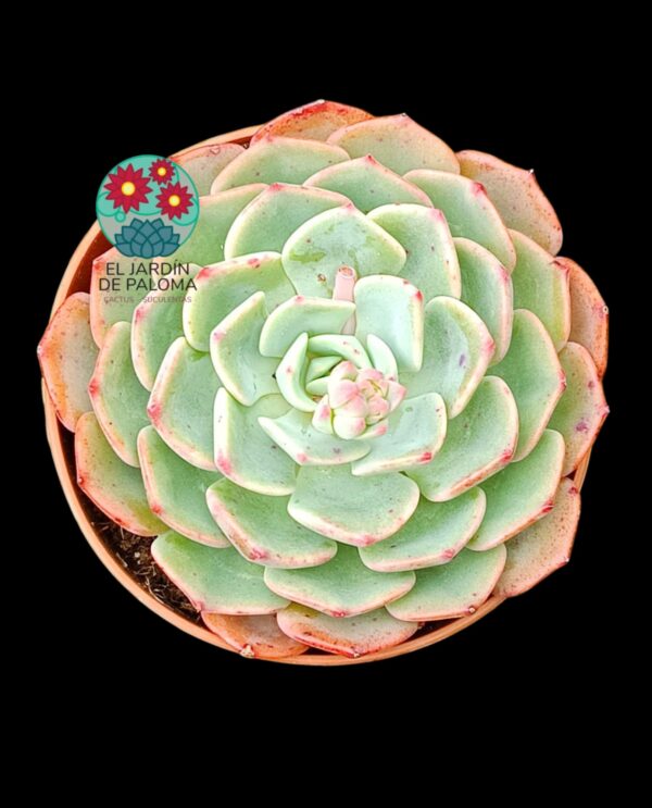 Echeveria  Secunda glauca