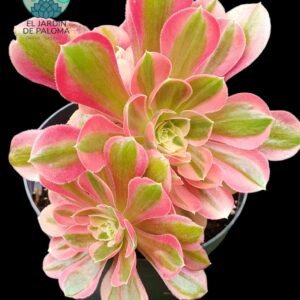 Aeonium "Moon fairy" cluster variegata (importación, muy grande y con muchos hijos)