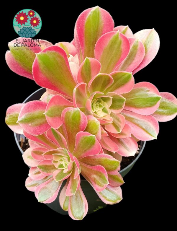 Aeonium "Moon fairy" cluster variegata (importación, muy grande y con muchos hijos)
