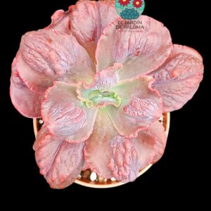 Echeveria "Lilac Frost" (tamaño muy grande)
