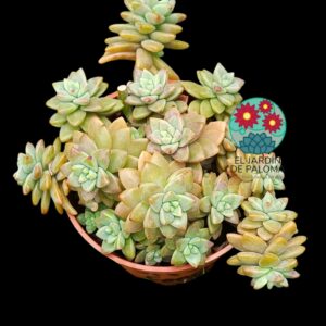 Sedeveria "Pink granite" (colonia)