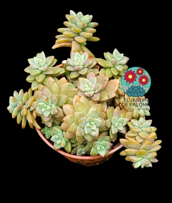 Sedeveria "Pink granite" (colonia)