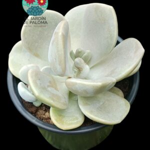 Graptoveria "Margaret rose"