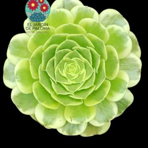 Aeonium Green Medusa (importación, es grande y con hijo)