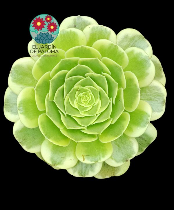 Aeonium Green Medusa (importación, es grande y con hijo)