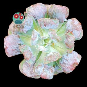 Echeveria Heart's Delight (tamaño muy grande)