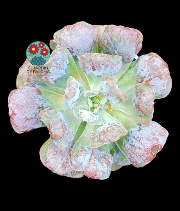 Echeveria Heart's Delight (tamaño muy grande)