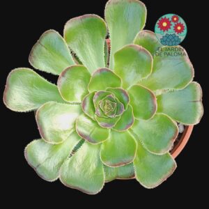 Aeonium Arboreum var. rubrolineatum
