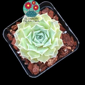 Echeveria Hyalina "Victoria guanajuato" híbrido
