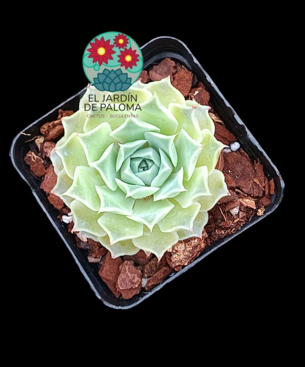 Echeveria Hyalina "Victoria guanajuato" híbrido