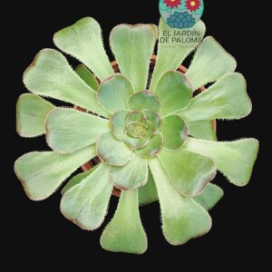 Aeonium Arboreum var. rubrolineatum