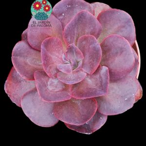 Echeveria Hortensia (tamaño muy grande)