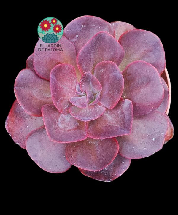 Echeveria Hortensia (tamaño muy grande)