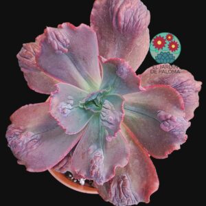 Echeveria Gibbiflora "Increible ' (planta adulta, tamaño muy grande)