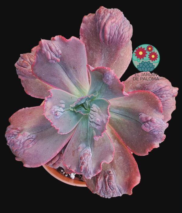 Echeveria Gibbiflora "Increible ' (planta adulta, tamaño muy grande)