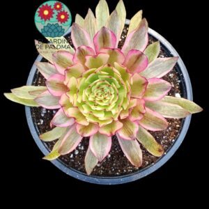 Aeonium Inmortal sunset variegata (importacion y con hijuelo)