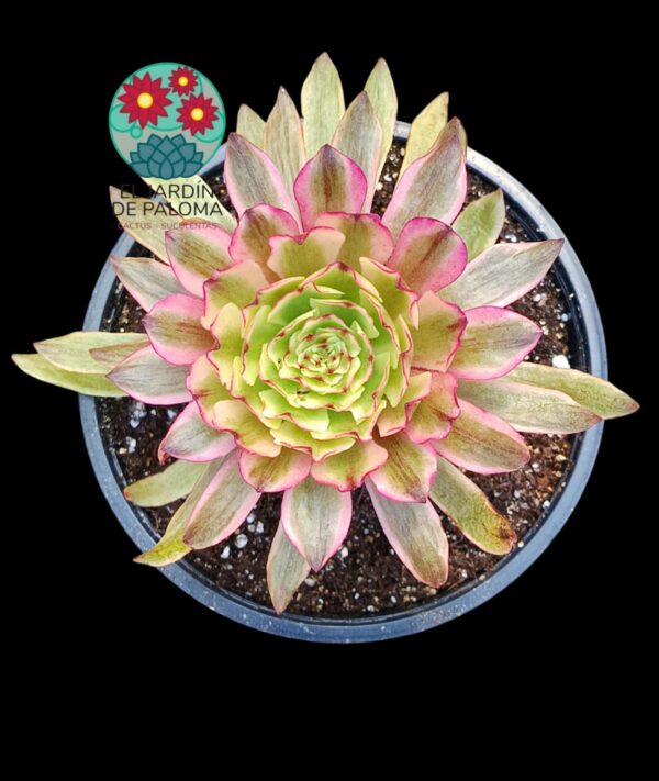 Aeonium Inmortal sunset variegata (importacion y con hijuelo)