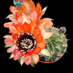 Lobivia Jajoiana
