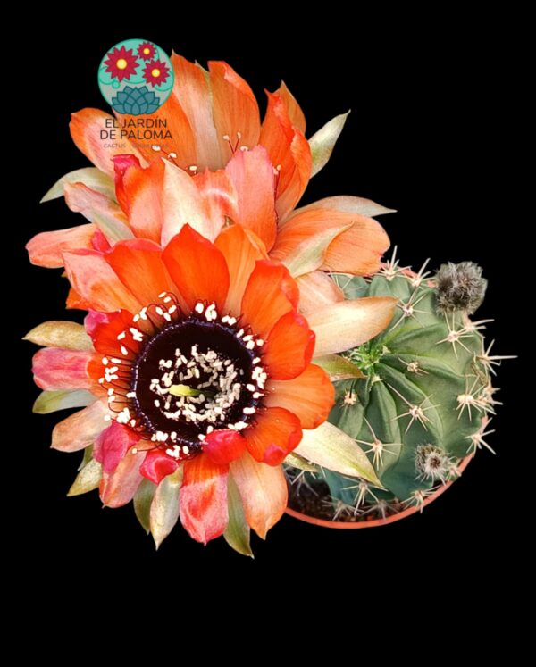 Lobivia Jajoiana