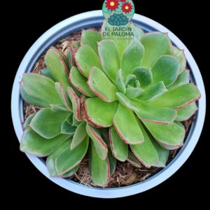 Echeveria Joan Daniel doble roseta (maceta grande)