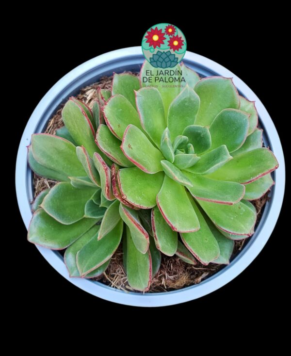 Echeveria Joan Daniel doble roseta (maceta grande)