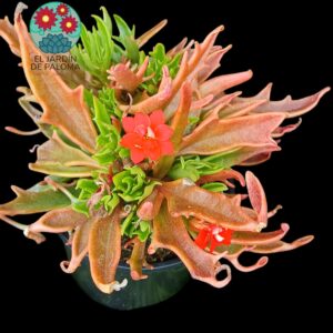 Kalanchoe Katapifa (tarantula)