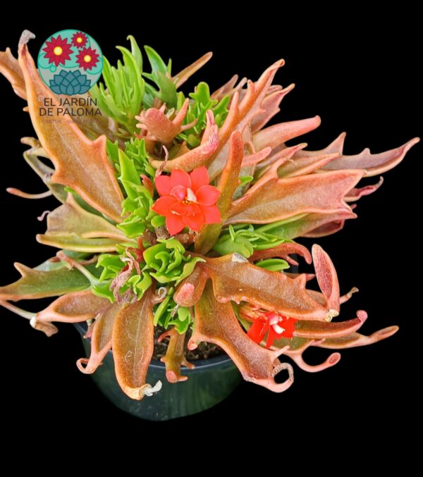 Kalanchoe Katapifa (tarantula)