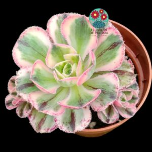 Aeonium Marnier Lapostolle variegata