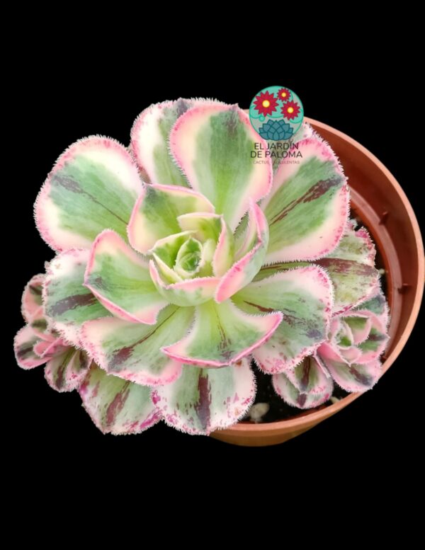 Aeonium Marnier Lapostolle variegata